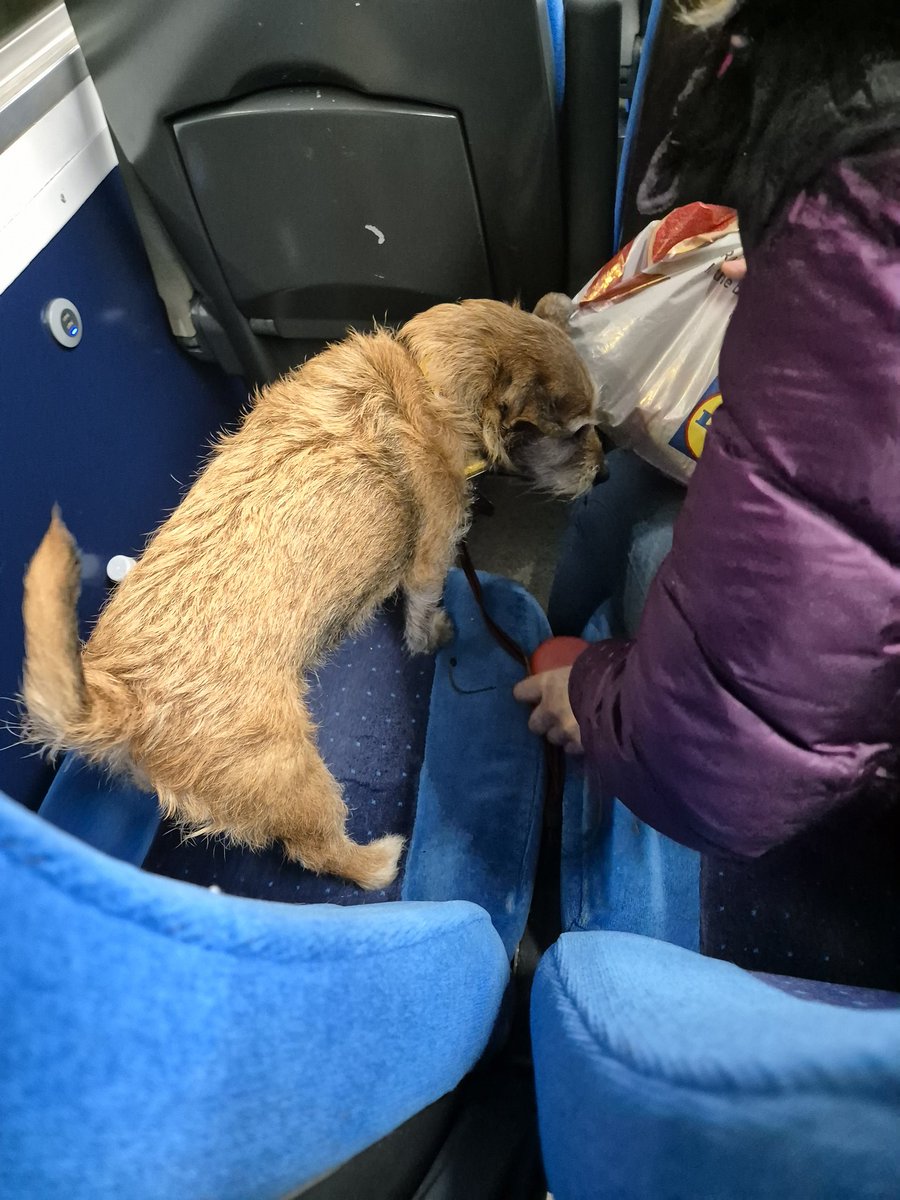 Elisa_A__'s tweet photo. I'm aware it's been a while and no-one uses this app anymore...

But I was sat behind this lovely doggo on the train today and didn't realise until it was time to leave 😭 https://t.co/973klhy770