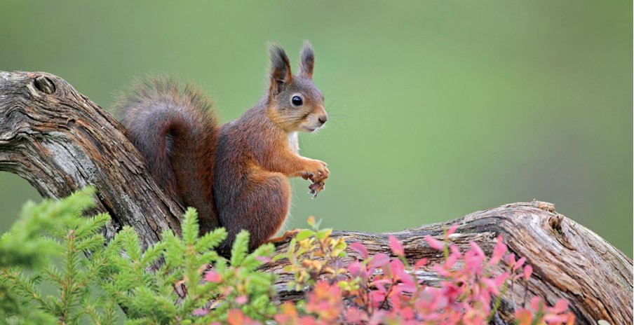 shootinguk's tweet photo. Single case of squirrel pox raises alarm for our reds https://t.co/X4lUzwbbTl https://t.co/y0NUMQ4fel