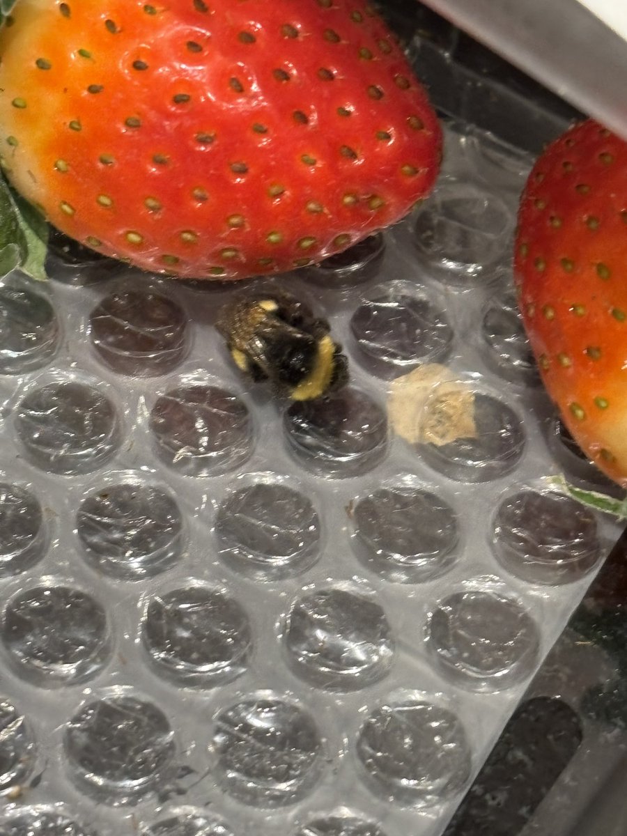 Charlie_Whippet's tweet photo. @waitrose this little guy hitched a lift with your strawberries https://t.co/DI2DEkWmw7