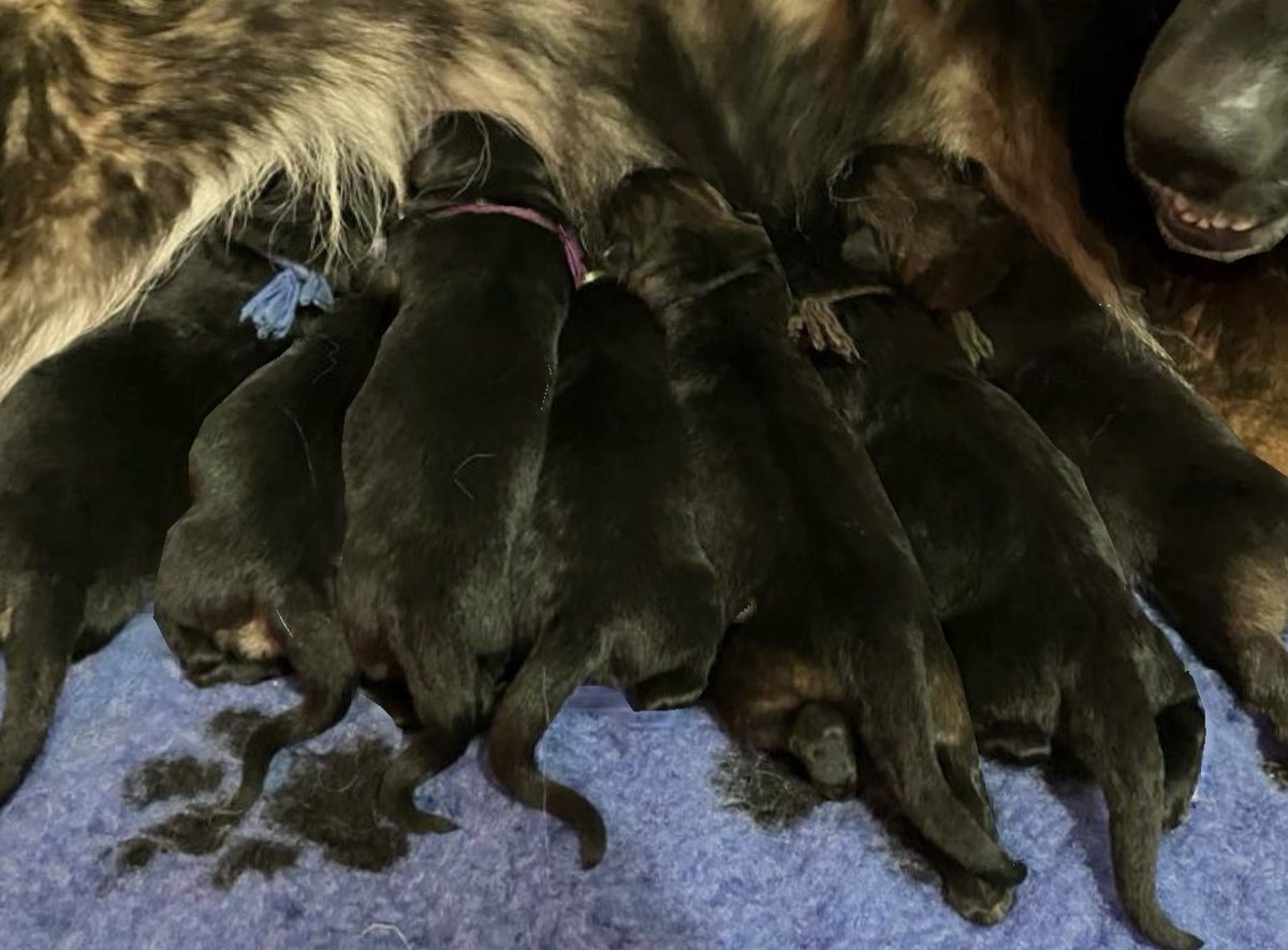 Lenneke Manschot tweet media