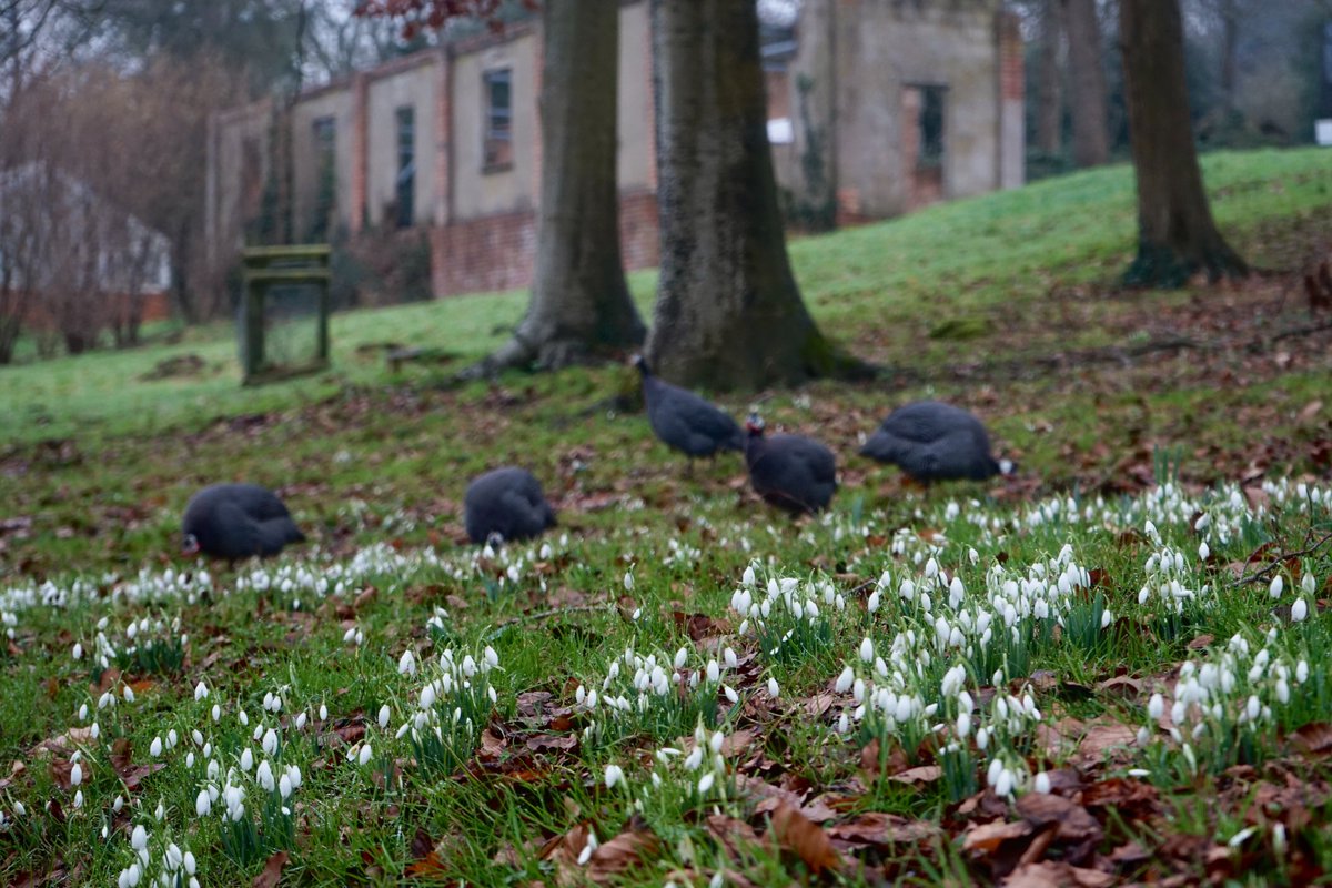 Hestercombe Gardens tweet media