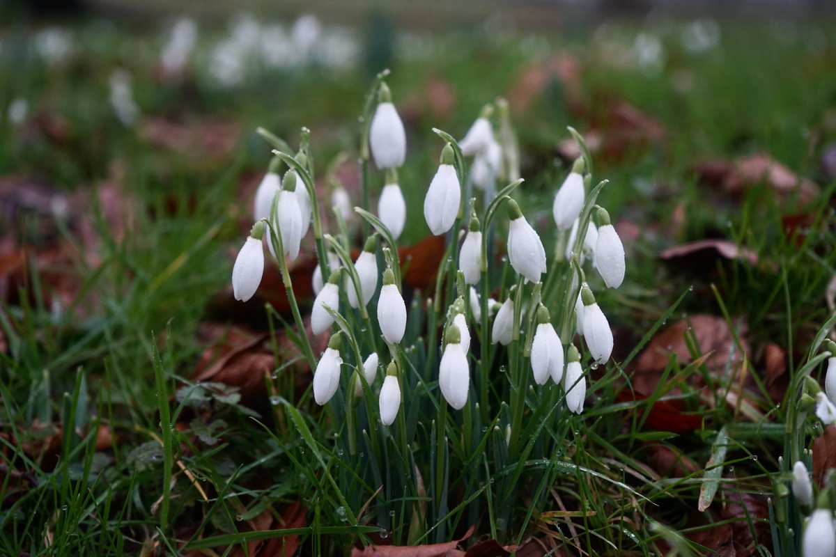 Hestercombe Gardens tweet media