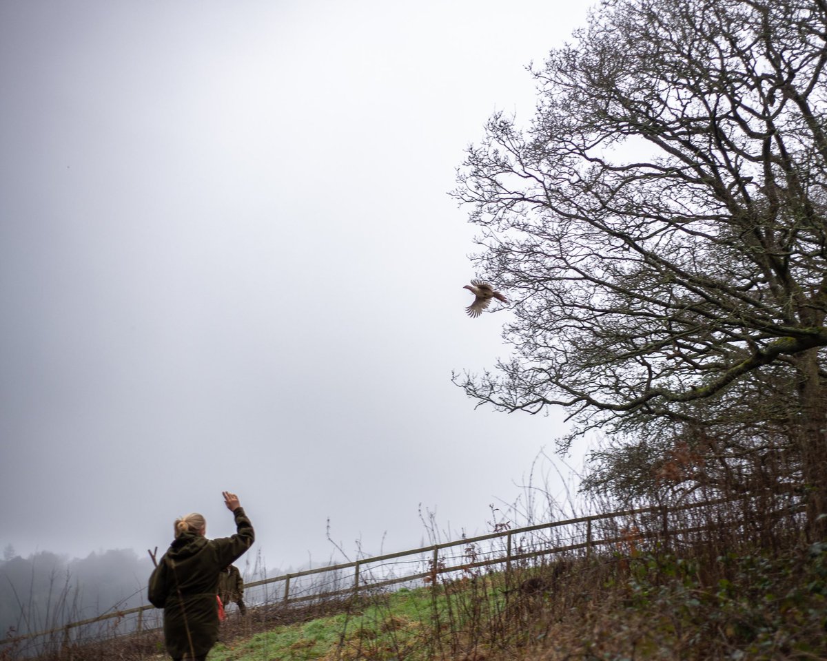 lurcherwork's tweet photo. #pheasant #gundog #birddog #spaniel #labrador #beating #shooting #tweetthebeat https://t.co/ZQNsiaH9eV