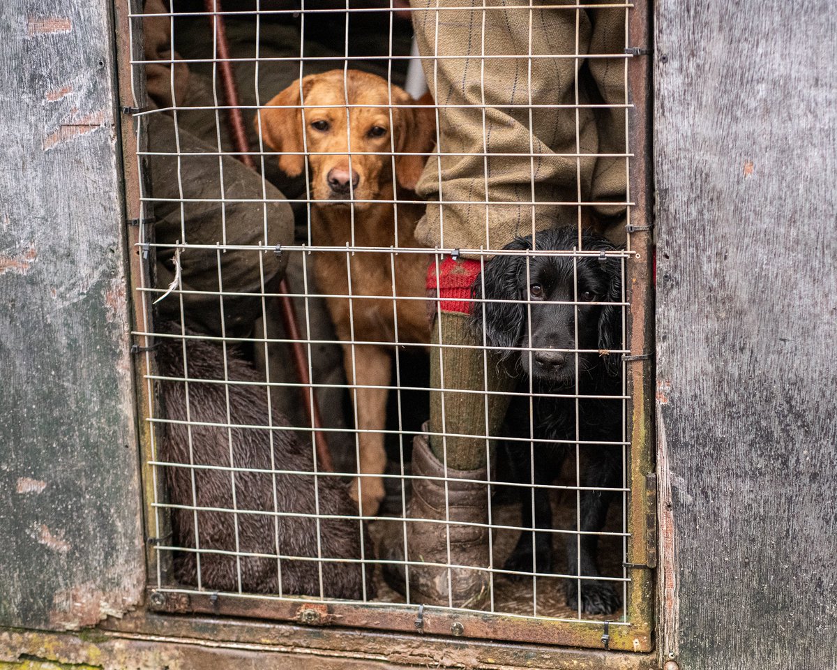 lurcherwork's tweet photo. #pheasant #gundog #birddog #spaniel #labrador #beating #shooting #tweetthebeat https://t.co/ZQNsiaH9eV