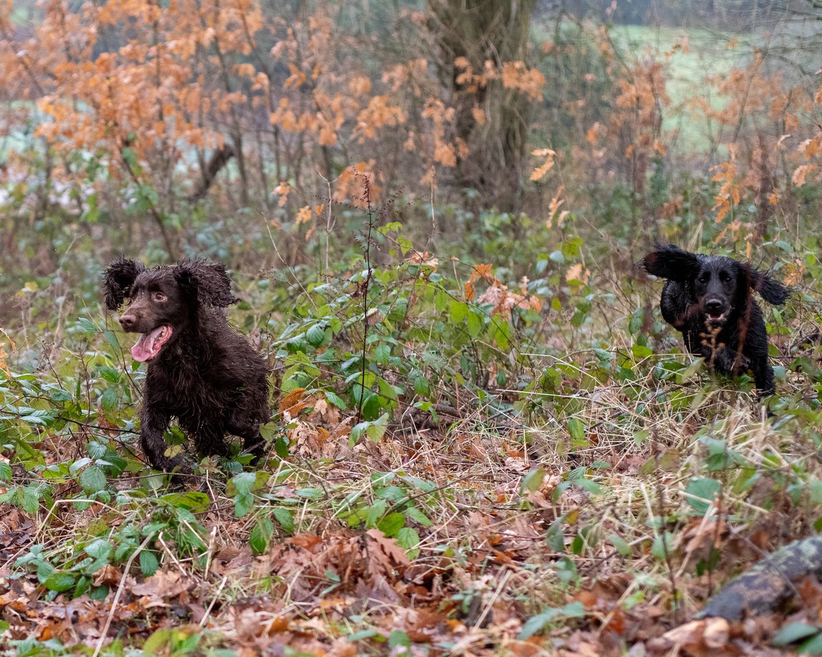 lurcherwork's tweet photo. #pheasant #gundog #birddog #spaniel #labrador #beating #shooting #tweetthebeat https://t.co/ZQNsiaH9eV