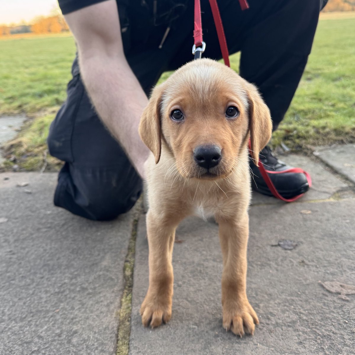 Cumbria Police Dog Section tweet media