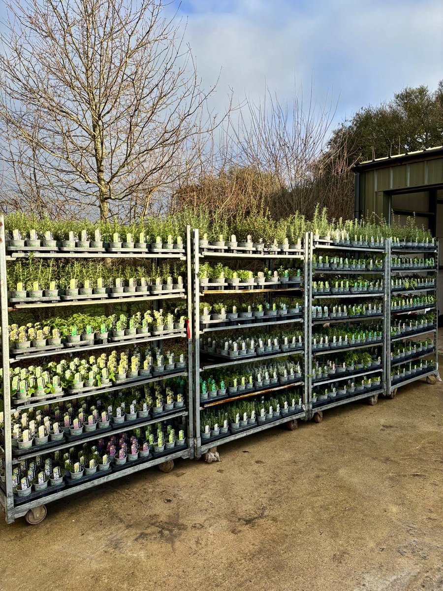 Pepperpot Nursery (@pepperpotherbs) / Posts / X