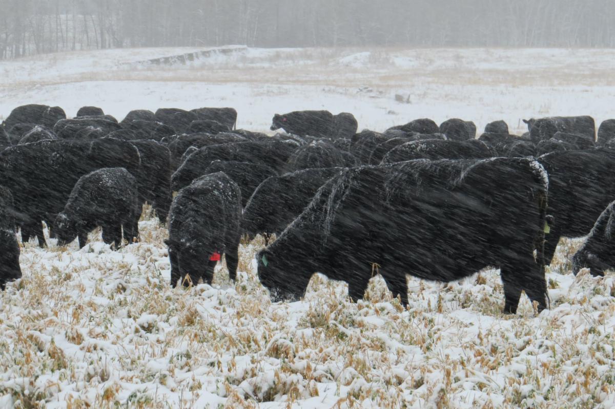 MFGA (@mbforages) on Twitter photo January 2025 Ebulletin - Now Available!
photo credit: <a href="/NerbasBrosAngus/">Nerbas Bros. Angus</a>
conta.cc/3PCf9qw January 2025 Ebulletin - Now Available!
photo credit: <a href="/NerbasBrosAngus/">Nerbas Bros. Angus</a>
conta.cc/3PCf9qw