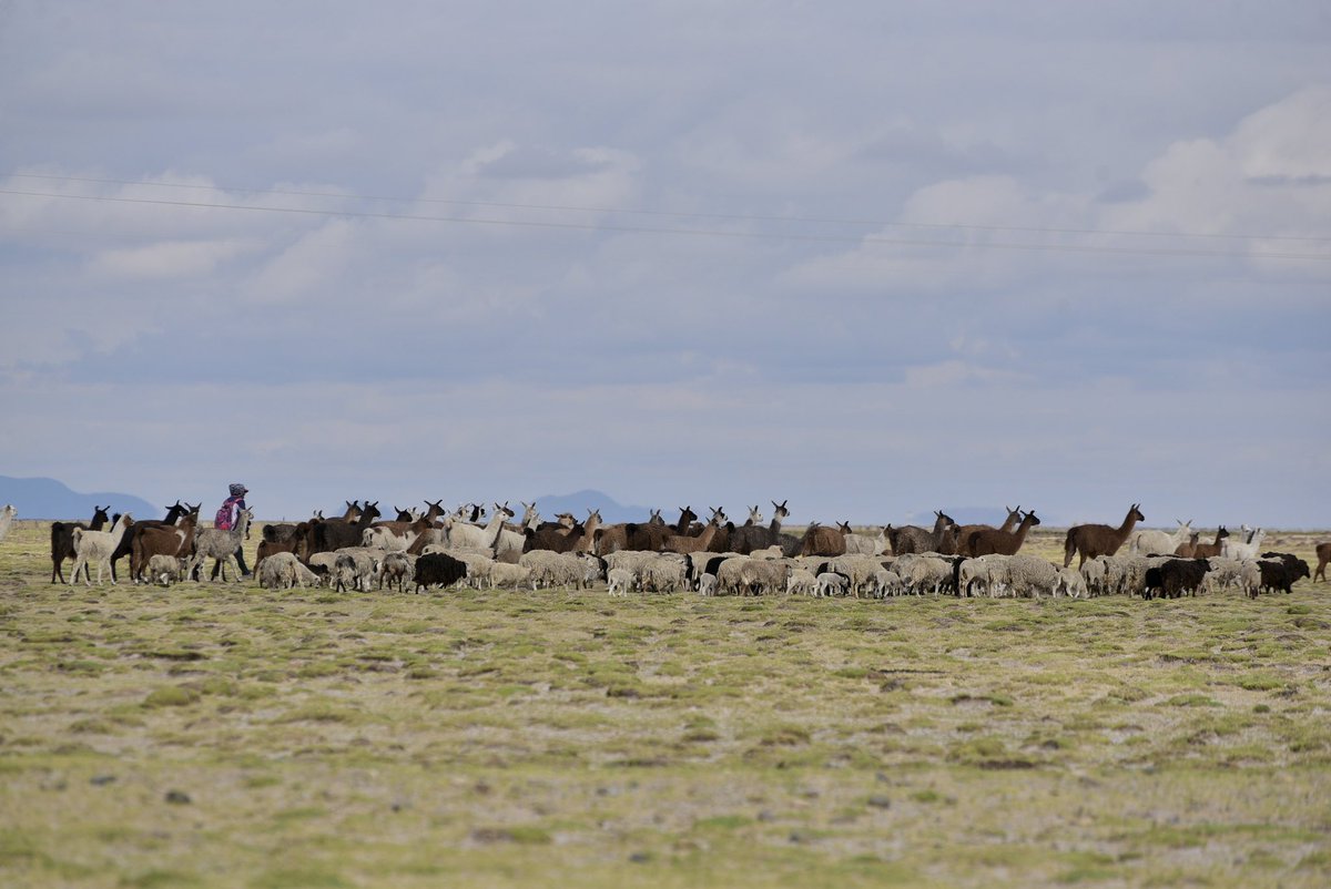 JaeRaePhoto's tweet photo. #Bolivia #futuroseguro del naturaleza de tierra tan preciosas! Let’s maintain a future of natural land of Bolivia as beautiful as it is today. The #adventuretime of rugged wilderness matched with epic earth roads that will keep you up until tarmac arrives. #genial #llama #tierra https://t.co/e4XQjnxddc