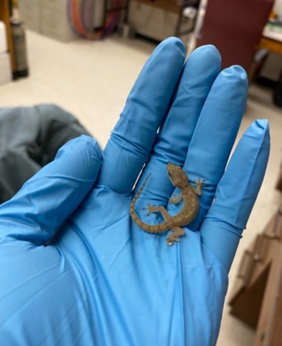 on the subject of unexpected indoor geckos let me introduce y’all to the lizard that single-handedly tacked on an extra semester to my graduate school lab work
