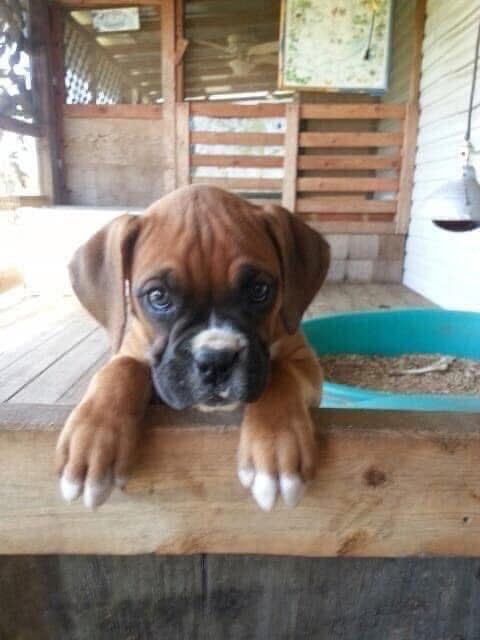 kashort5's tweet photo. Our “Big Girl” Piper turned 11 yesterday. She is the absolute BEST! ❤️🐾 #boxers #boxersofinstagram #boxerdog #boxerlove #boxergram #boxerlife #boxeroftheday https://t.co/2unlLoADfZ