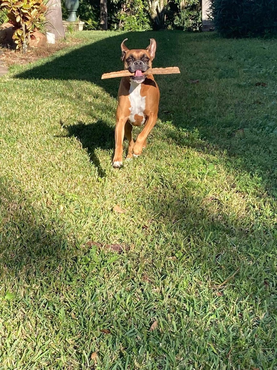 kashort5's tweet photo. Our “Big Girl” Piper turned 11 yesterday. She is the absolute BEST! ❤️🐾 #boxers #boxersofinstagram #boxerdog #boxerlove #boxergram #boxerlife #boxeroftheday https://t.co/2unlLoADfZ