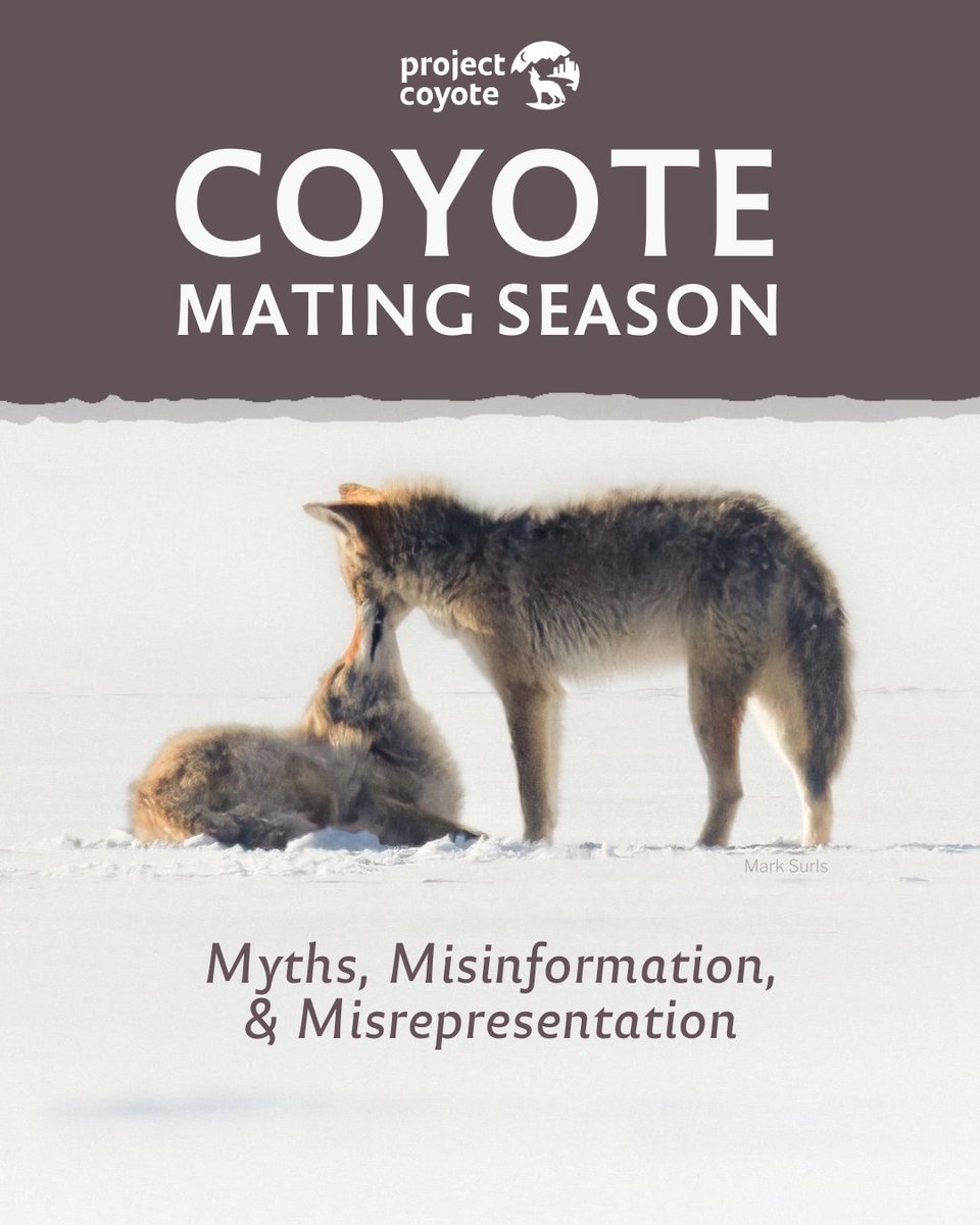 Project Coyote tweet media