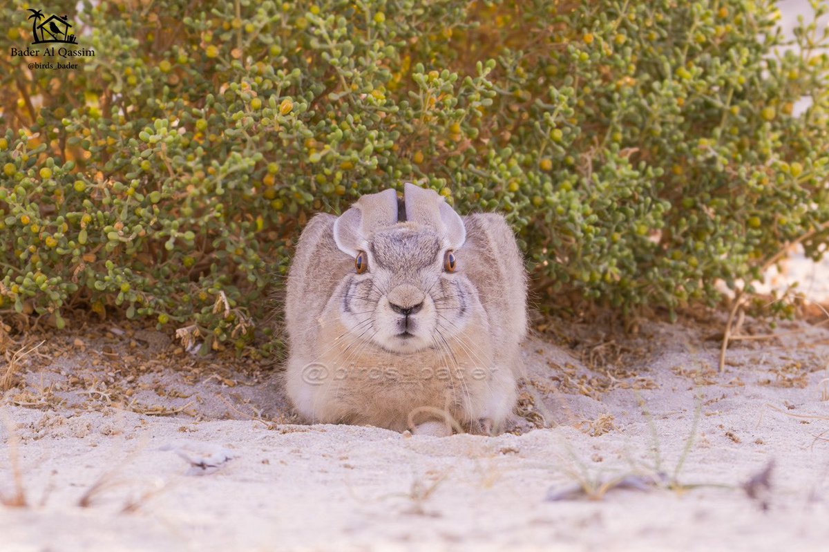Birds_bader's tweet photo. الموقع : المنطقة الشرقية
الأرنب البري
Cape Hare
Lepus capensis
#السعودية #طيور_السعودية
#birds #تصويري #saudi_birds #طيور #هشتاق_السعودية #Lepuscapensis
#CapeHare #ارنب #الارنب_البري
حساب رصدي لطيور السعودية
@Birds_bader https://t.co/oxt8OI4YBT