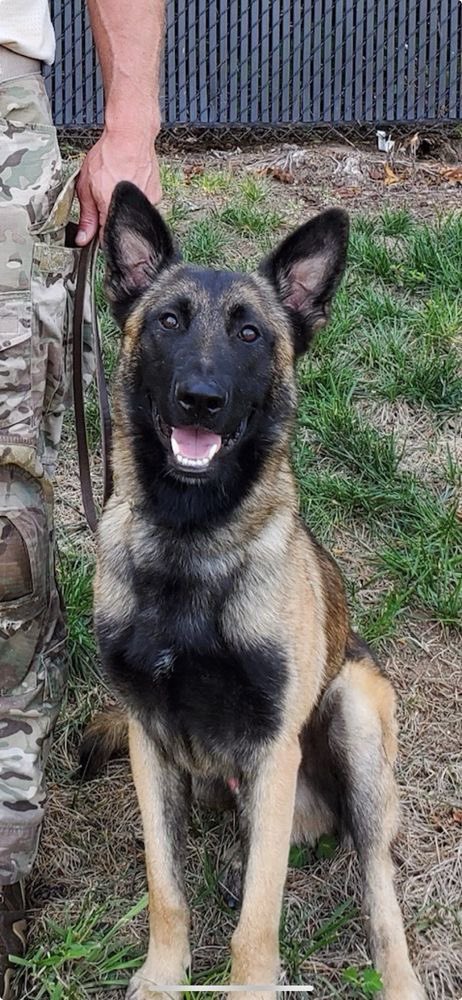 Meet Rocky. He sniffed out the man who killed a deputy and was shot during pursuit. 

Rocky was airlifted off the scene and is now in stable condition.