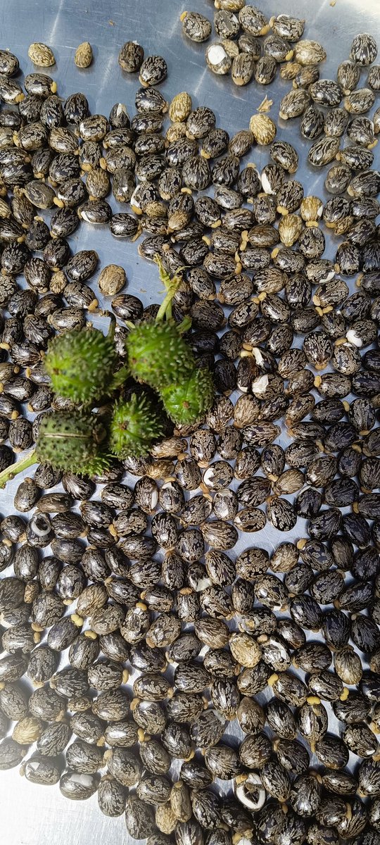 GODFREY KEVOLWE π°πͺ (@kevolwe_godfrey) on Twitter photo Innovation is key! The castor bean is driving exciting new discoveries in sustainable fuel production. Let's explore that! <a href="/NetForCommDev/">Network For Community Development-Kenya(NCD)</a> <a href="/AbiluTangwa/">Tangwa Abilu.πΏππΎππ.SDG's.</a> <a href="/nandiyouthstv/">Nandi Youths TV</a> <a href="/Youth4Impact24/">Youth for Impact-Nandi</a> <a href="/Madaraka003/">Madaraka katana</a> <a href="/dankatam_/">Dan Katam</a> <a href="/Chero_Sharon/">Sharon Cherobon</a> <a href="/ArapTilingi/">Tilingi πππ</a> #CastorInnovation #BiodieselResearch Innovation is key! The castor bean is driving exciting new discoveries in sustainable fuel production. Let's explore that! <a href="/NetForCommDev/">Network For Community Development-Kenya(NCD)</a> <a href="/AbiluTangwa/">Tangwa Abilu.πΏππΎππ.SDG's.</a> <a href="/nandiyouthstv/">Nandi Youths TV</a> <a href="/Youth4Impact24/">Youth for Impact-Nandi</a> <a href="/Madaraka003/">Madaraka katana</a> <a href="/dankatam_/">Dan Katam</a> <a href="/Chero_Sharon/">Sharon Cherobon</a> <a href="/ArapTilingi/">Tilingi πππ</a> #CastorInnovation #BiodieselResearch