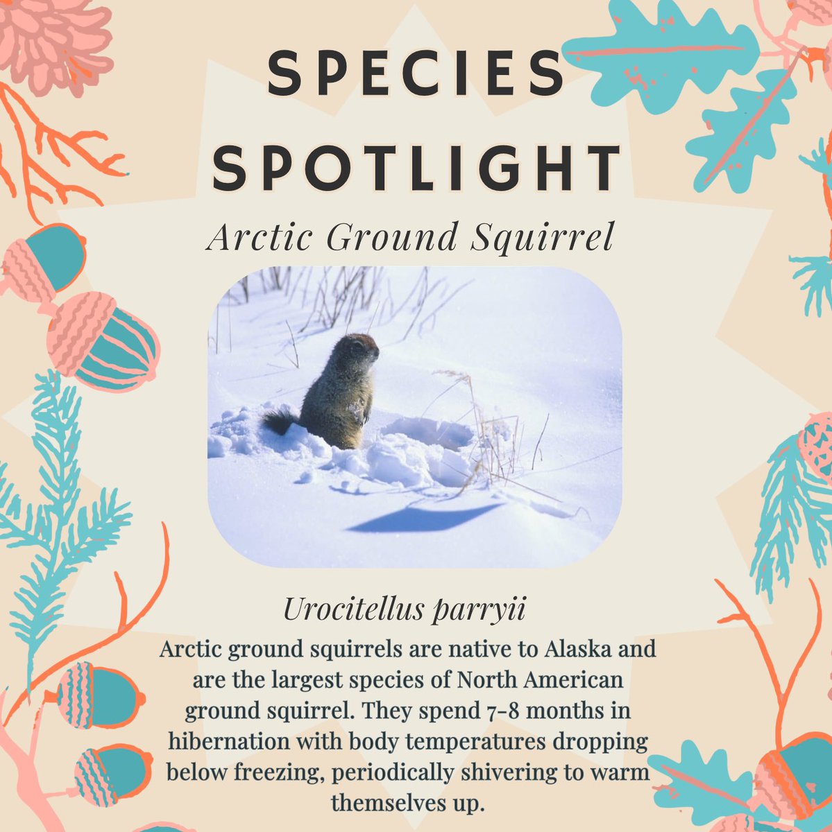 Arctic ground squirrels are a special species of squirrel. Aside from being both the largest and the northern-most North American ground squirrel species, they also hold the record for the lowest body temperature ever recorded in a mammal (26ºF). They hibernate for over half the