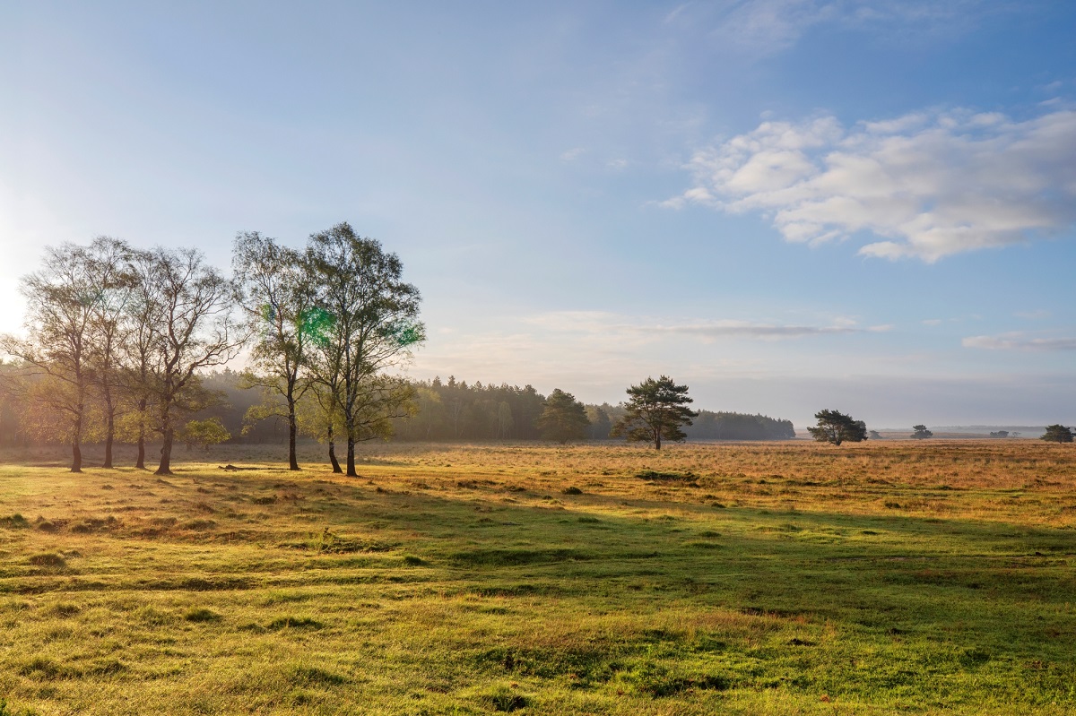 Op 18 december 2024 heeft de Raad van State een uitspraak gedaan over intern salderen met ongebruikte stikstofruimte bij 2 bedrijven in Noord-Brabant. Deze uitspraak heeft gevolgen voor natuurvergunningverlening in alle provincies. Lees meer ▶️ bit.ly/3CdmSIE