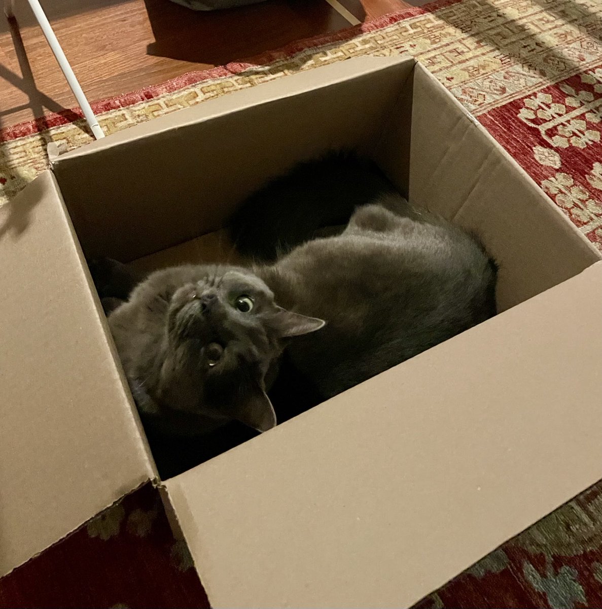 merlin_imaKITTY's tweet photo. so relax ! ! found purrfec box , exac right size ! !! https://t.co/C8PtmH0cIu