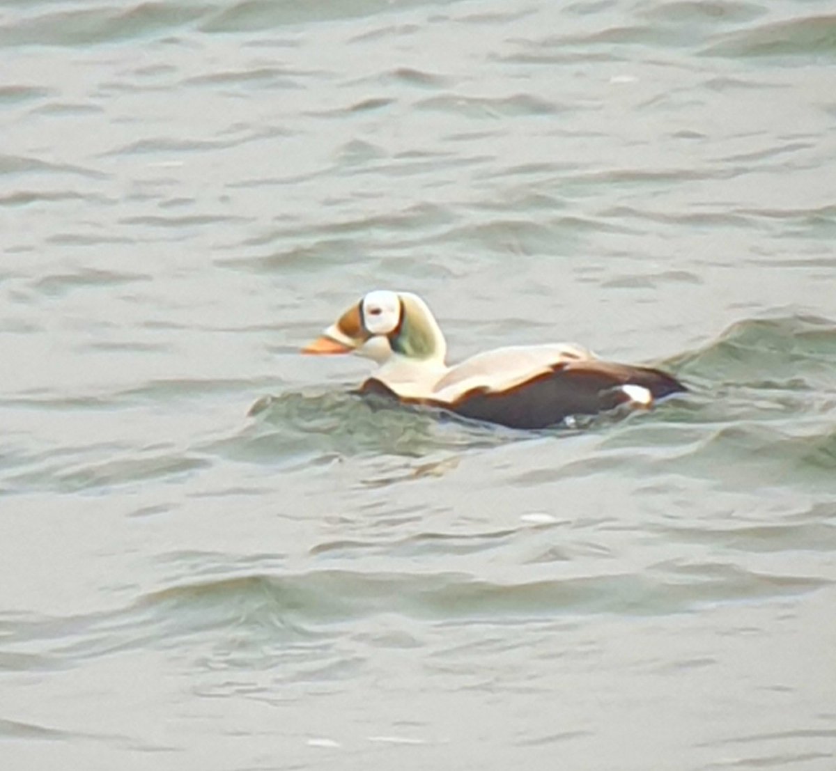 Chris Bell tweet media