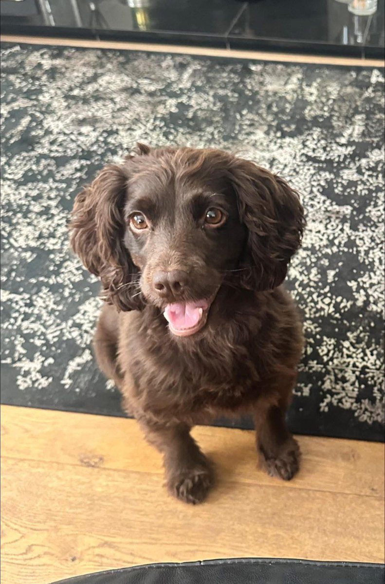 ChronSallie tweet media