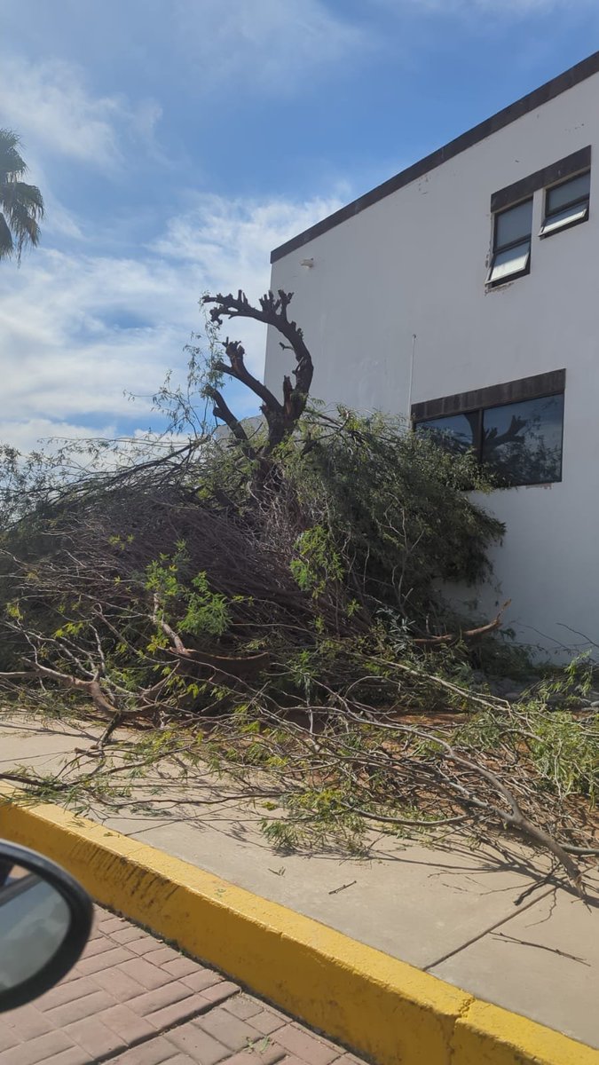 CDDesierto's tweet photo. Lamentable la falta de conciencia ambiental en Hermosillo. Ya van 2 grandes árboles talados en la Colonia Casa Grande III.  

En Sonora la tala es delito penal y conlleva cárcel, se levantará la denuncia correspondiente ante la @fgjesonora de no compensarse adecuadamente. https://t.co/iwlx8UmWSS