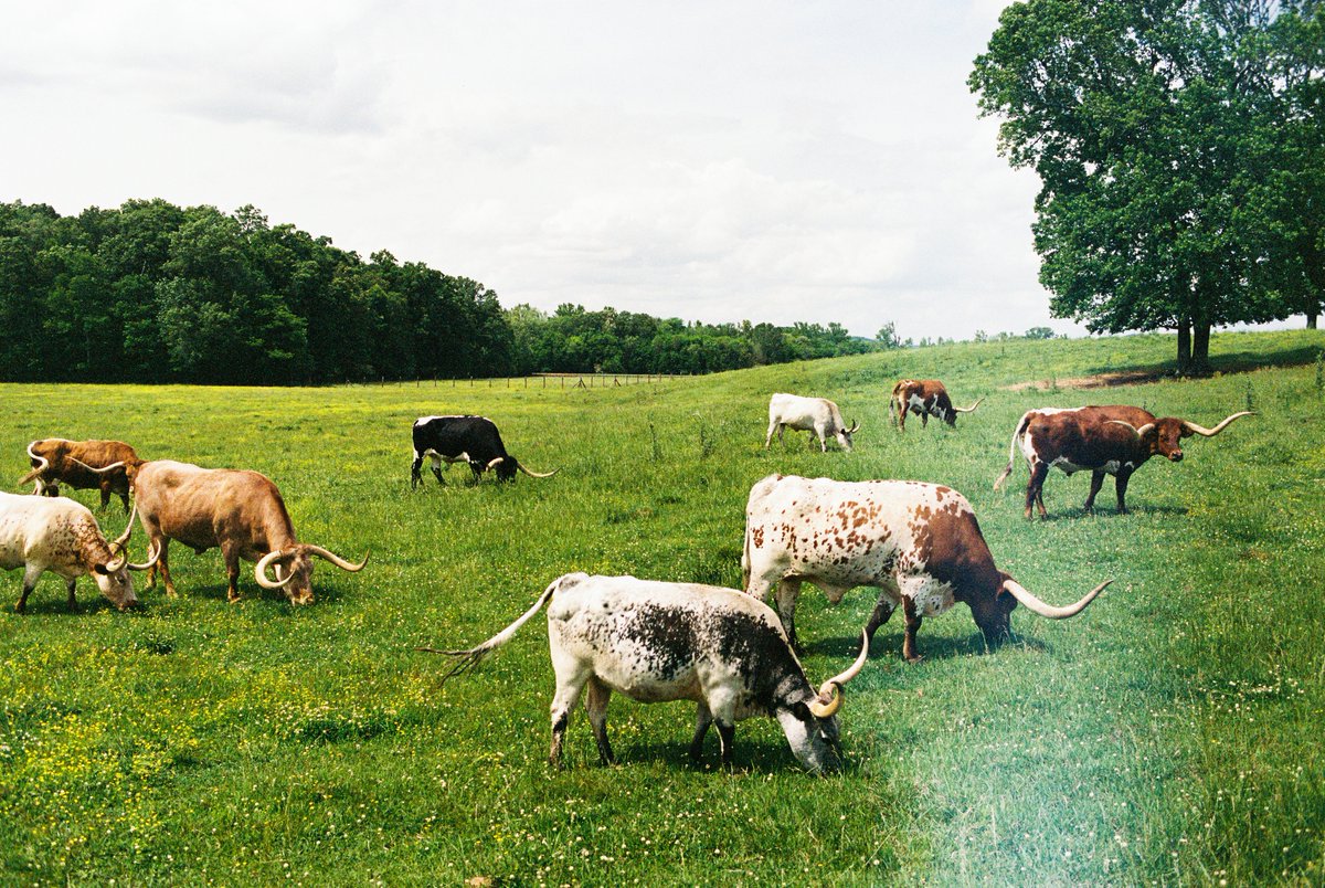 Have a great day! Thankful for you all 🐮 🤠 #experience #home #farm #steer