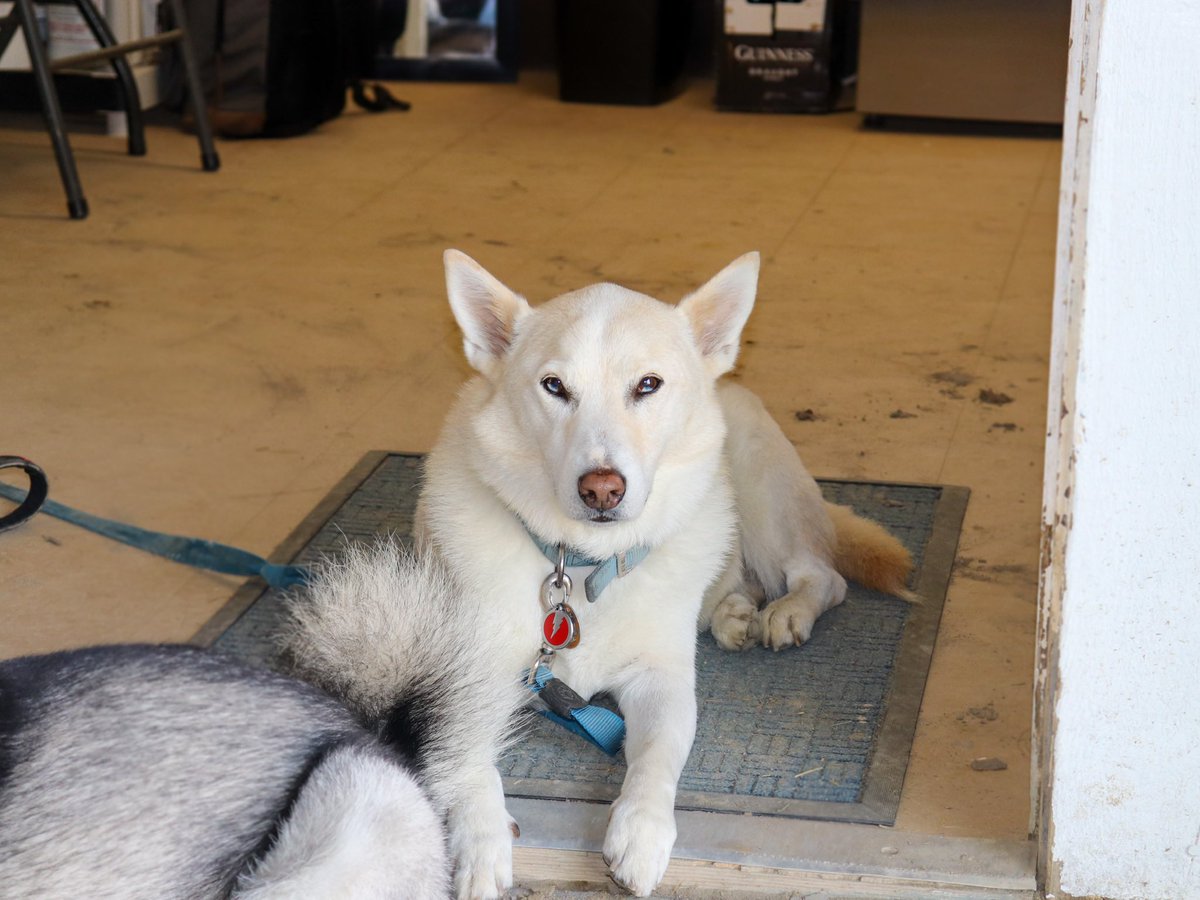 michaelsrwilson's tweet image. Dear Luke,
There are no words to express how much you meant to me and all gifts you gave me but I will try my best.
For the past 13.5 years you were my best friend. You were there for Mom in vet school, you were there for me when I started training, you took on the role of…