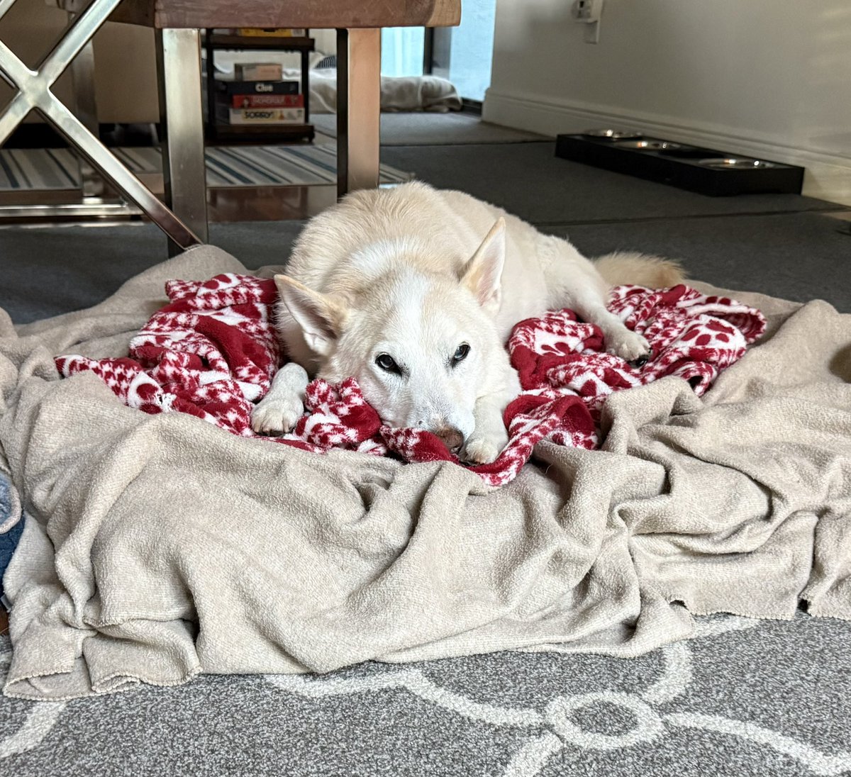 michaelsrwilson's tweet image. Dear Luke,
There are no words to express how much you meant to me and all gifts you gave me but I will try my best.
For the past 13.5 years you were my best friend. You were there for Mom in vet school, you were there for me when I started training, you took on the role of…