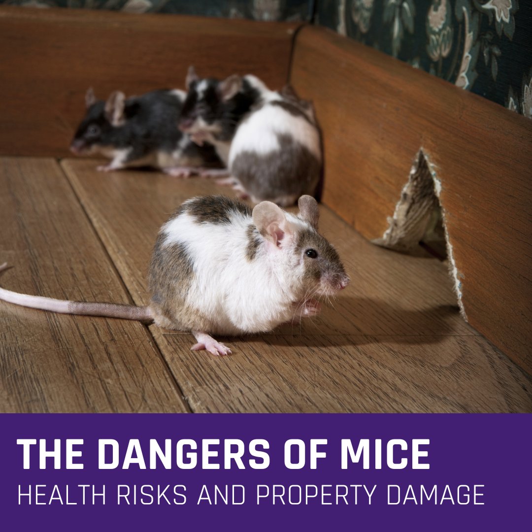 tacticalpest's tweet photo. #DidYouKnow Mice can pose serious health risks and cause significant property damage. 🐭 These pests are especially active during winter as they seek shelter from the cold. Learn more about the dangers of mice in our blog: https://t.co/4I9aFUQZFX #RodentControl #TacticalPest https://t.co/O4nnmgqx8E