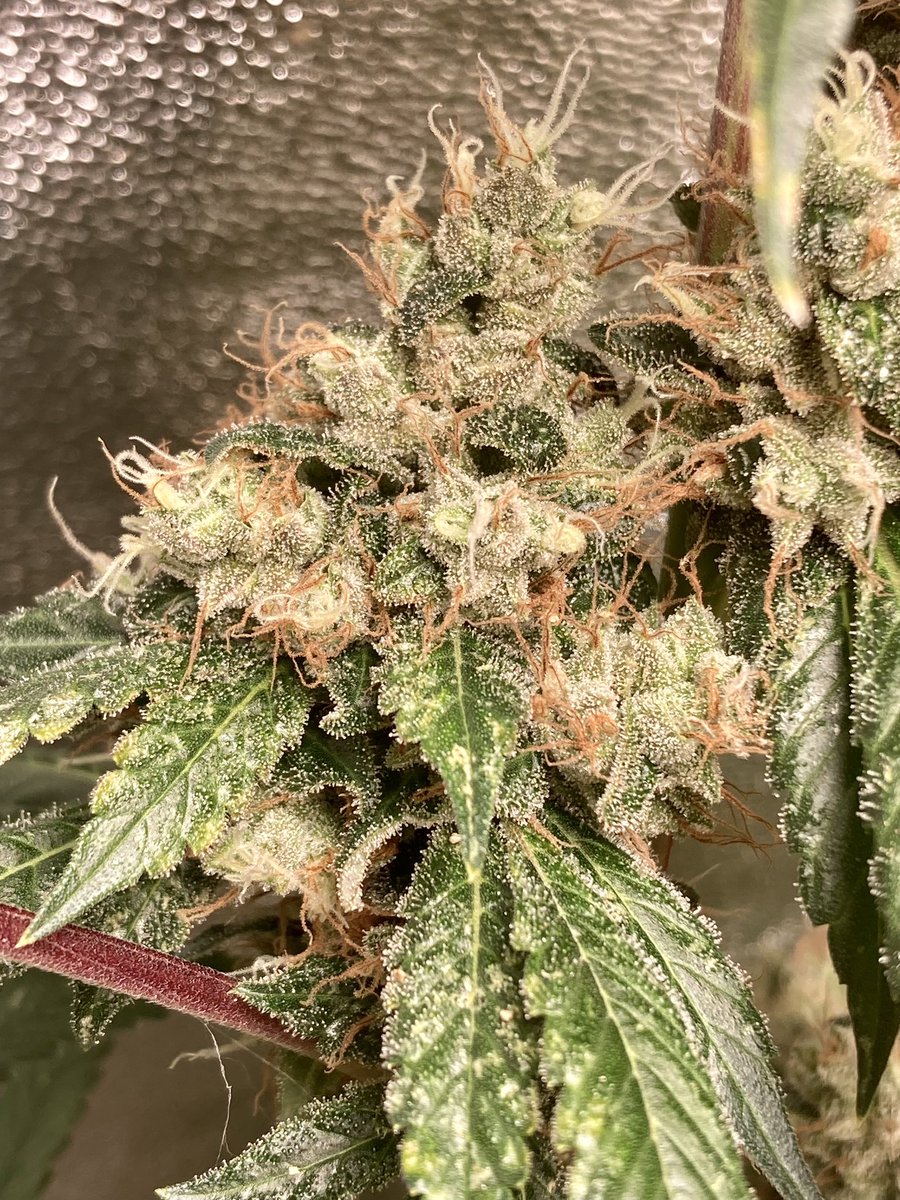 Dog patch ( Chem D x Chem 91 bx2) right before harvest ⛽️😎