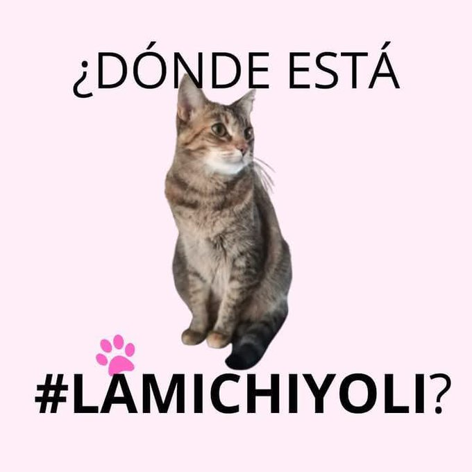 ¿Ya salió a dar la cara @FuturaSelect? #ConlosMichisNo #LaMichiYoli