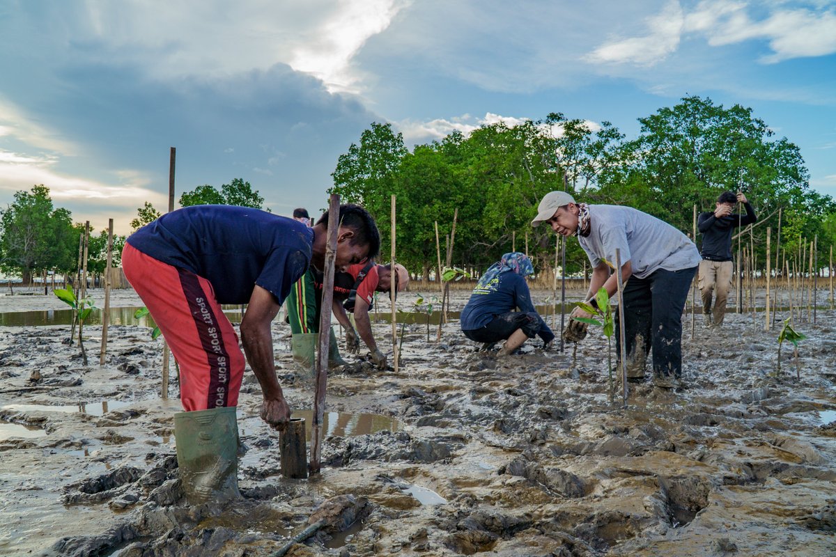 CIFOR-ICRAF Indonesia (@cifor_icraf_id) on Twitter photo “Kami ingin masyarakat memahami bahwa hal terpenting adalah merawat mangrove, bukan sekadar menanamnya,” kata Beni <a href="/okarda/">Beni Okarda</a>, peneliti senior <a href="/CIFOR_ICRAF/">CIFOR-ICRAF</a>
Simak kisah masyarakat Sungsang yang mulai menuai hasil manis dari upaya restorasi gambut: shorturl.at/peyd0 “Kami ingin masyarakat memahami bahwa hal terpenting adalah merawat mangrove, bukan sekadar menanamnya,” kata Beni <a href="/okarda/">Beni Okarda</a>, peneliti senior <a href="/CIFOR_ICRAF/">CIFOR-ICRAF</a>
Simak kisah masyarakat Sungsang yang mulai menuai hasil manis dari upaya restorasi gambut: shorturl.at/peyd0