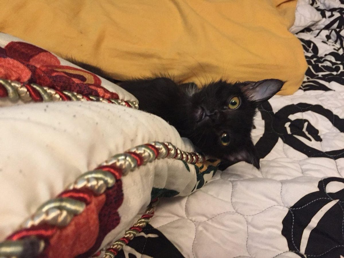 🚀RocketCatRescue🐈 tweet media