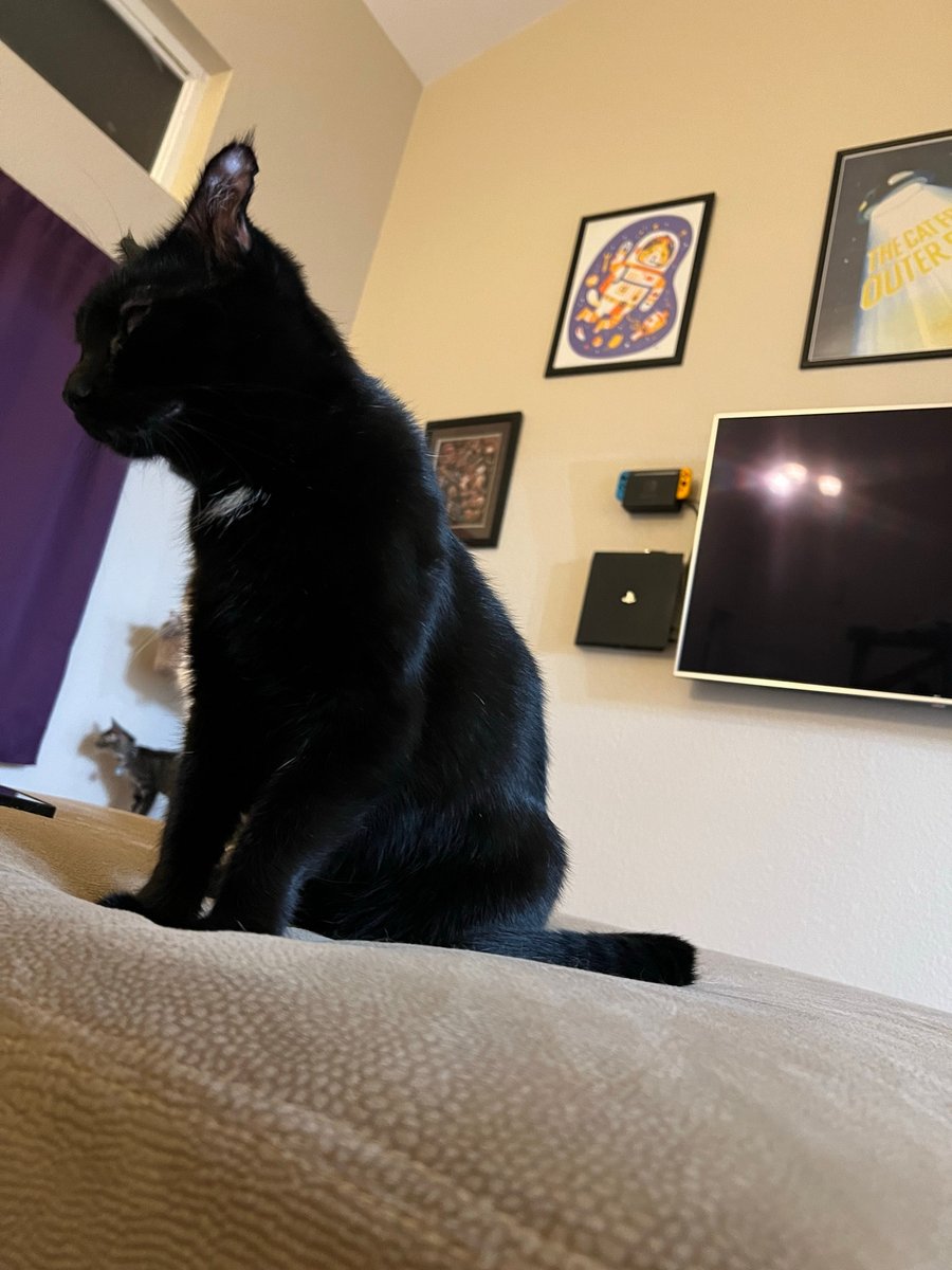 🚀RocketCatRescue🐈 tweet media