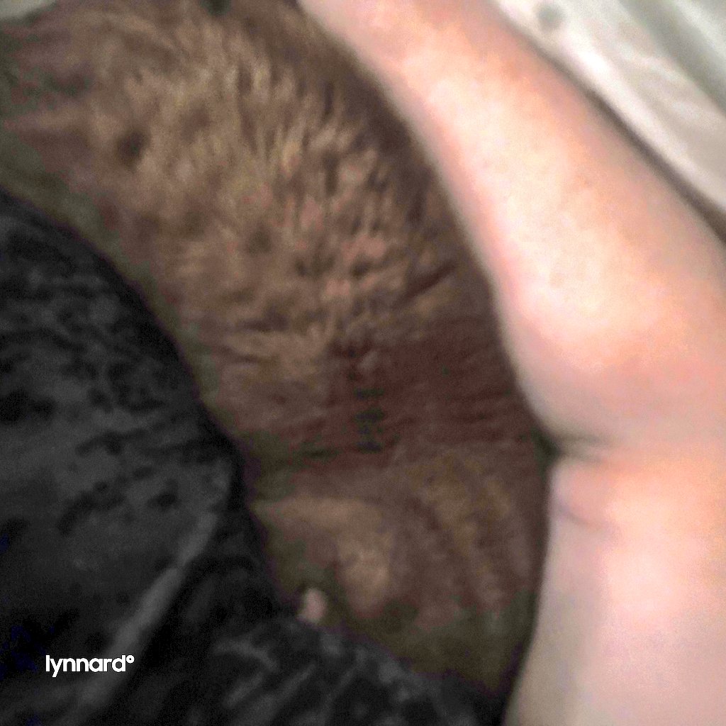 lynnslagle42's tweet photo. ๐คซ๐คซ๐คซ๐คซ๐๐๐๐ Louie quality time #cerebellarhypoplasia #chlove #wobblykitty #chkitty #louiepatchouliblue #smallboi #cuteboi #sweetdreams #napsbeforework https://t.co/eVDuHJTqV9