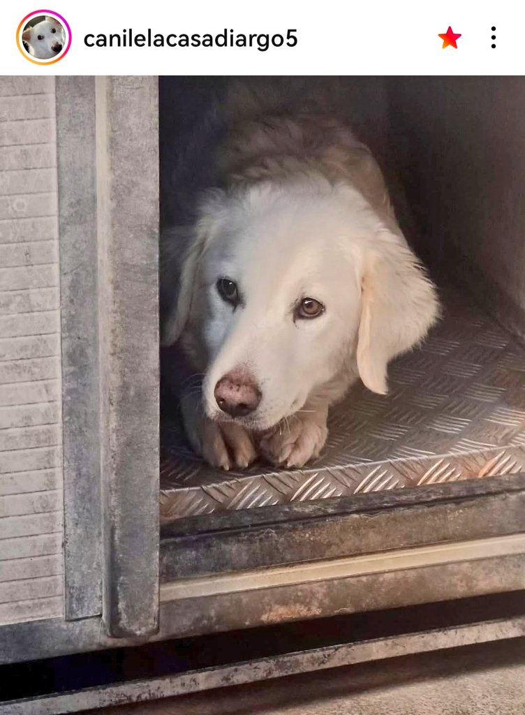 MonicaOrsini8's tweet photo. Jasmine meravigliosa #Maremmano sta per essere trasferita in un #canile definitivo dove rischia l'invisibilità. È dolce e sana diamole una famiglia 🙏🏻🆘3289633366 #Calabria #AdoptDontShop #SosCani #adottanoncomprare #adottauncanedalcanile #canicercacasa #adozionecani #adottami https://t.co/uVcky1x5p5