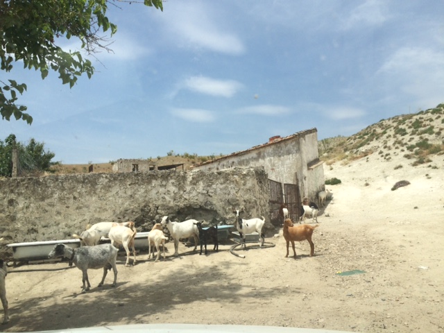 Fernando T. Maestre (@ftmaestre) on Twitter photo In our latest <a href="/NatureFoodJnl/">Nature Food</a> article rdcu.be/d6uiN we used dung collected at 760 sites to map livestock & wild herbivores across drylands. Our results show that livestock and wild herbivore grazing is globally disconnected & highlight herbivore activity hotspots 🐐🐄🌍 In our latest <a href="/NatureFoodJnl/">Nature Food</a> article rdcu.be/d6uiN we used dung collected at 760 sites to map livestock & wild herbivores across drylands. Our results show that livestock and wild herbivore grazing is globally disconnected & highlight herbivore activity hotspots 🐐🐄🌍