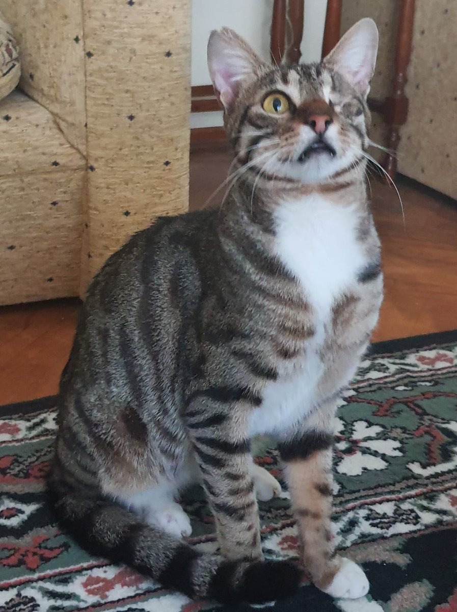 karacadeli's tweet photo. "Her şeyi gören göz"Nazif, dünyanın en naif,uysal ve uyumlu kedisi. 1,5yşnd,kısır, karma vd.aşıları var.Bulduğumda perişandı.1 göz ve 6 dişi alındı.Lütfen gönül gözünüzle görün.Sizi çoook güzel sevecektir. Sevin sevilin..
#izmir
#engellicanlaraöncelik
@RehaCamuroglu @iklimtamkan https://t.co/kHPH5b5xa2