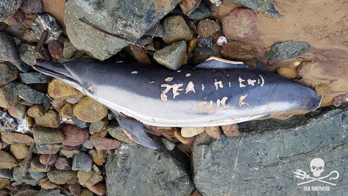 InvertLover's tweet photo. In France fishermen have a clear message to environmentalist activists https://t.co/NYxK9m8w2U