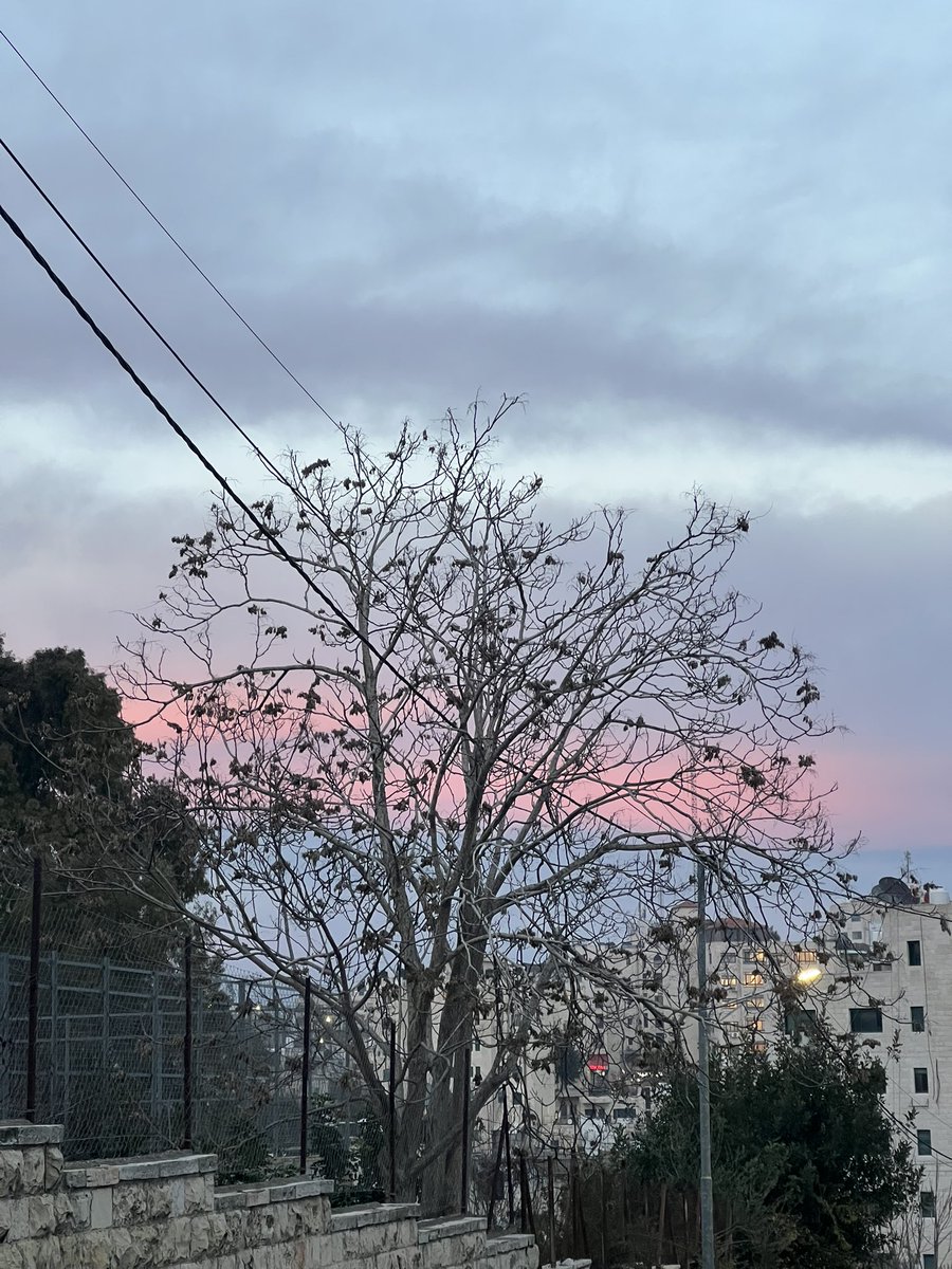 ro_aa9's tweet photo. @lightherex رام الله - فلسـطين 
جميلة كل الفصول💗 https://t.co/ovG8heJzXw