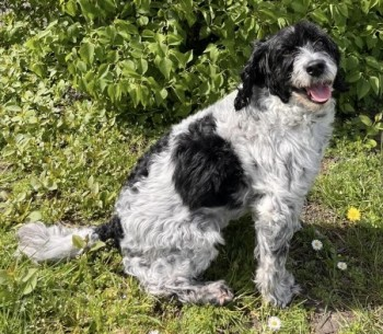 millypod1's tweet photo. BUDDY HOME SAFE. THANKS FOR RT's😊🐕🐾
🆘14 JAN 2025 #Lost BUDDY #ScanMe #Tagged
NERVOUS WHITE & BLACK Cockerpoo Male
James Clubb Way #Dartford #GreaterLondon #DA1 https://t.co/ViuZ68RfeW https://t.co/ZLJnL17Mxh
