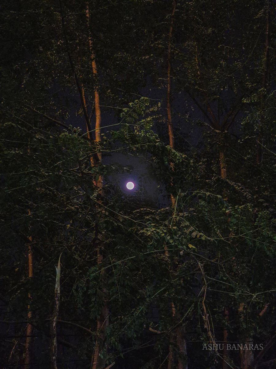 Ashubanaras's tweet photo. Amid the darkness, the moon weaves its light through the trees, a beacon of tranquility in the quiet night..!
.
.
.
.
.
.
#MoonlightMagic #NightPhotography #NatureSilhouette #LunarGlow #ThroughTheTrees #EtherealNight #Varanasi https://t.co/oucJanAYrf