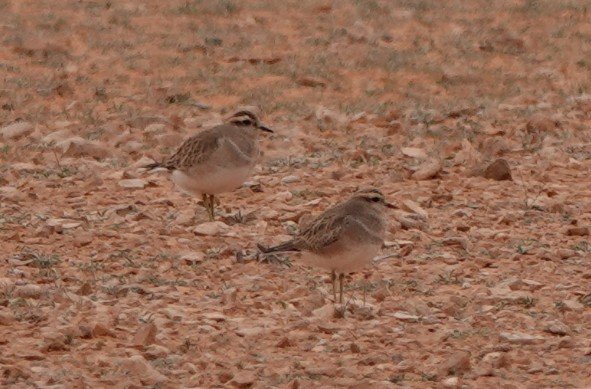 Martin Pitt tweet media