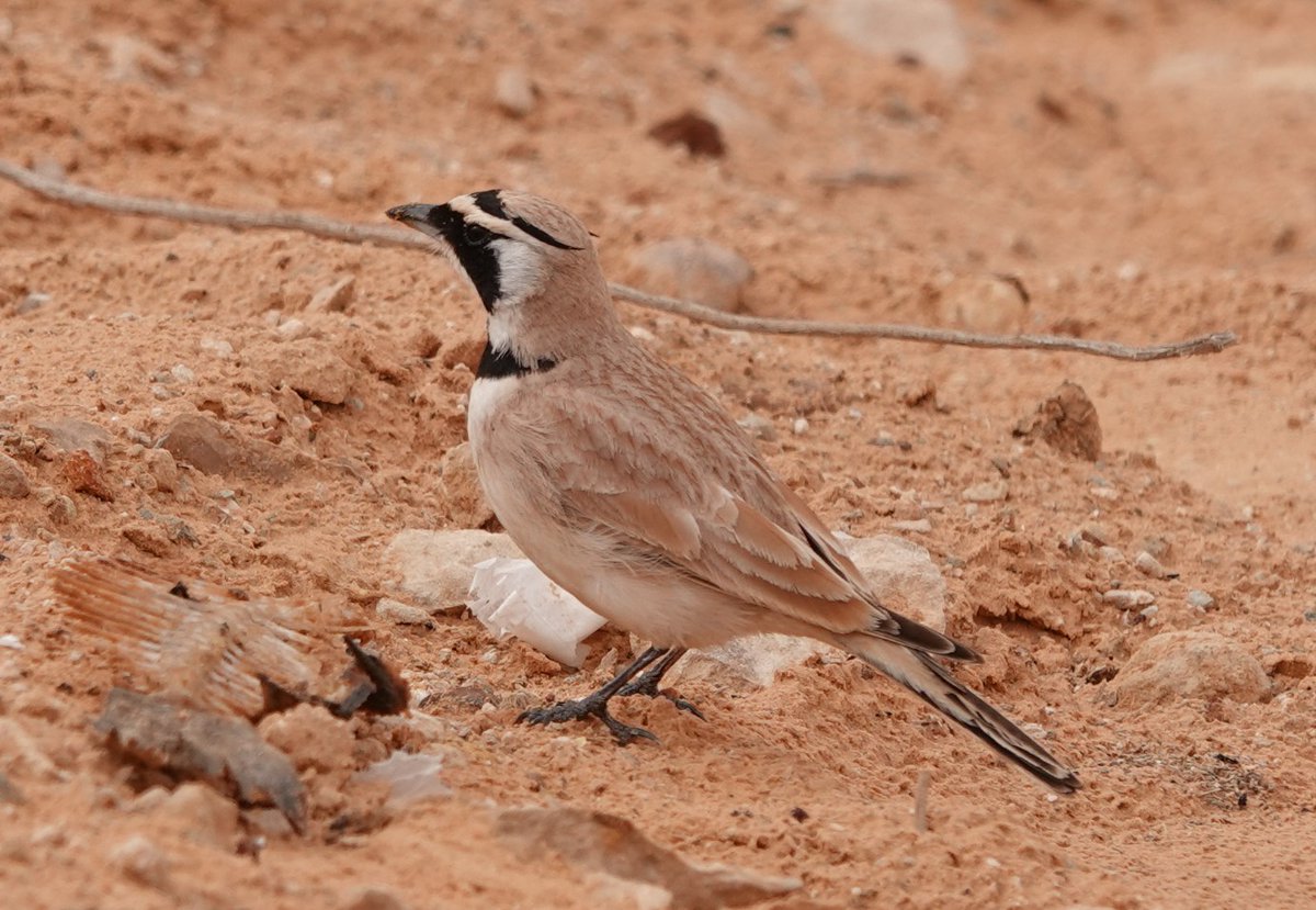 Martin Pitt tweet media