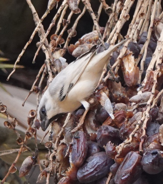 Martin Pitt tweet media