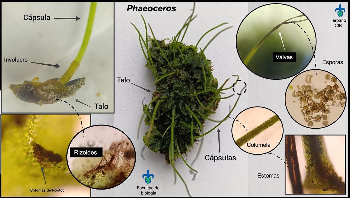 Les comparto esta belleza del grupo de los #antocerophyta que hicieron dos de mis estudiantes para uno de sus cursos en #biología. La muestra se colectó en Veracruz. 

#botany #plants