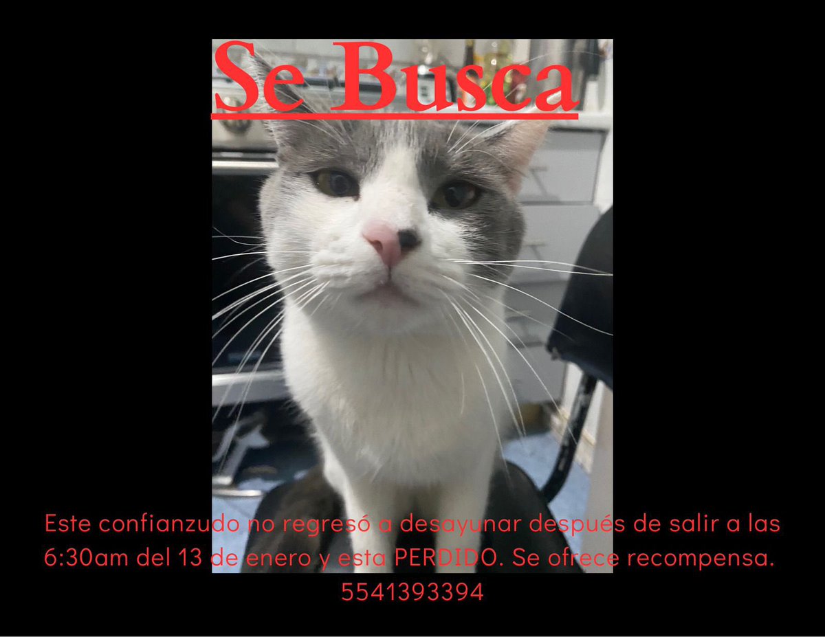 Ayuda para que Silverio vuelva a casa 🐾 🚨 Perdido por San Bartolo Atepehuacan y Lindavista  🙏 <a href="/MascotasSismo/">Mascotas Sismo</a> <a href="/gatitosasalvo/">🐾🐾Gatitos a salvo🐾🐾</a> <a href="/PrrosPerdidosMX/">PerrosPerdidosMx</a> <a href="/LindavistaUnida/">Lindavista Unida</a>