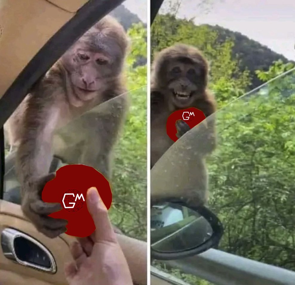 GM Fam 🖖

Can I get GM back? 🐵🔄