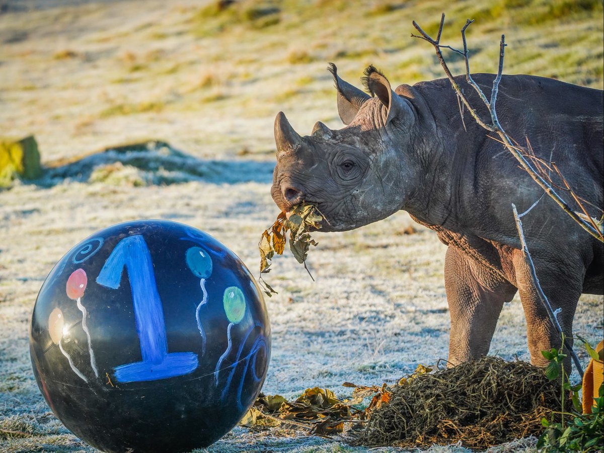 Yorkshire Wildlife Park 🦁 tweet media